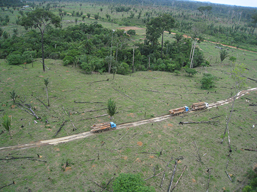 Conservation and prevention of illegal logging in the Amazon forests